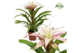 Guzmania Deseo Magical White