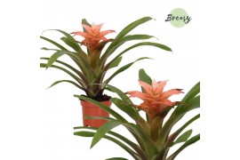 Guzmania elise