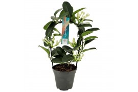 Stephanotis floribunda Boog - 3-4+ bloemtros