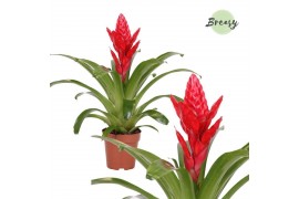 Vriesea poelmanii Breasy - Zonder hoes