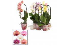 Phalaenopsis mix Phalaenopsis cascade 1 tak shortie mix (Scenza) 6 bl.