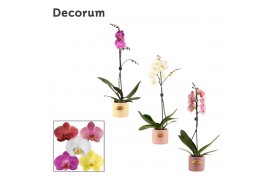 Phalaenopsis mix 1 tak, 9+ bloem - Lovely keramiek - Luxury World