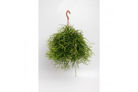 Rhipsalis heteroclada