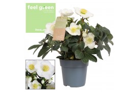 Helleborus niger christmas carol l feel green decorum nature