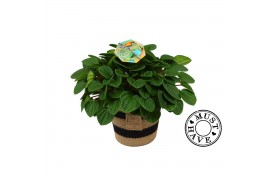 Peperomia albovittata rana verde in jutte mand must have