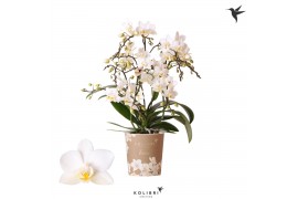 Phalaenopsis multiflora wit 4 tak liberty kolibri orchids