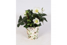 Helleborus niger christmas carol in pot oh deer