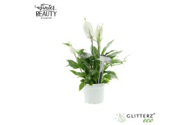 Spathiphyllum bellini 6+ bloem - MakeUpz Zilver glitter