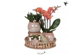 Arrangementen kamerplanten Kolibri Green up your home gift set Into th