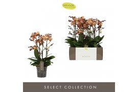 Phalaenopsis multiflora anthura monaco Exclusivo Monaco Gold 15 cm >4 