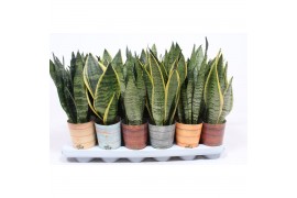 Sansevieria trifasciata in rough & tough cup