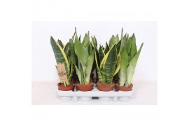 Sansevieria trifasciata mix