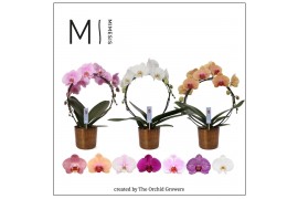 Phalaenopsis mix moon mix 16+ in jess old camel pot mimesis