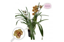 Cymbidium bruin 2 tak