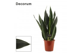 Sansevieria trifasciata black diamond decorum