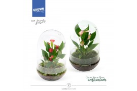 Arrangementen anthurium Karma Mix | Terrarium Nature