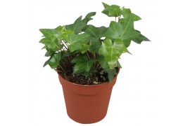 Hedera pittsburgh helix 7pp - 5-8cm Rank