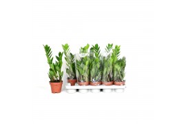 Zamioculcas zamiifolia 2+ veren - 40cm - Blanco hoes