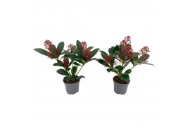 Skimmia japonica rubella 4+ Bloem