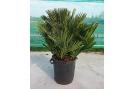 Chamaerops humilis vulcano