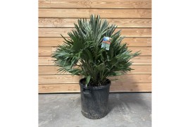 Chamaerops humilis vulcano