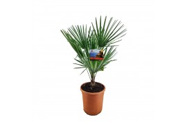 Chamaerops humilis