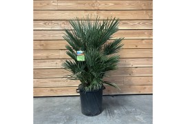 Chamaerops humilis