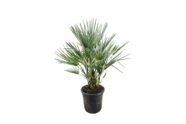 Chamaerops humilis