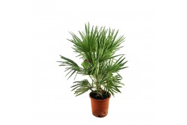 Chamaerops humilis