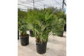 Chamaerops humilis