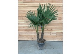 Trachycarpus fortunei Trachycarpus fortunei 5 cm cm stam 2 pp