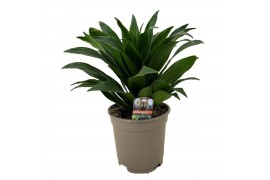 Dracaena fragr. compacta Dracaena deremensis compacta 1 pp