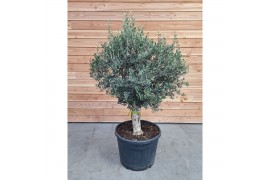 Olea europaea