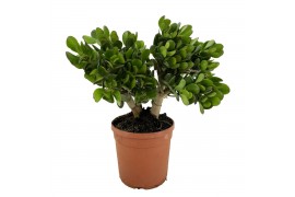 Crassula Crassula portulacea