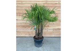 Trachycarpus fortunei Trachycarpus fortunei 3 pp 5 cm cm stam