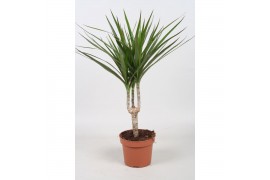 Dracaena marginata 1pp - Enkele stam