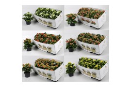 Kalanchoe mixkar favorita instyle met kraag