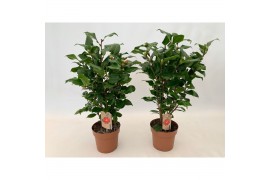 Camellia japonica dr king Camellia Dr King 20-25 knoppen