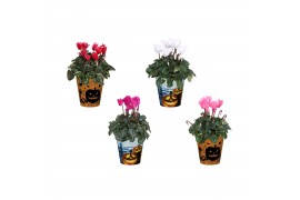 Cyclamen pers. midi super serie allure Cyclamen in Smartcup Halloween 