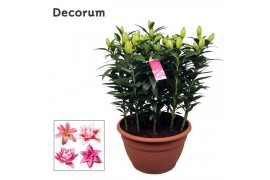 Lilium oriental roselily samantha Pink Decorum XL schaal