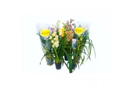 Cymbidium mix 2-3 tak kleuren mix