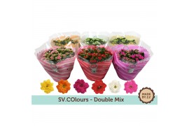 Kalanchoe rosalina mix in sv.colours hoes