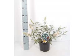 Buddleja white ball Buddleja White bal