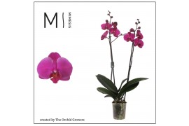 Phalaenopsis prince 2 tak mimesis