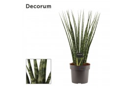 Sansevieria fernwood (Decorum)