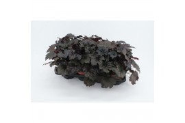 Heuchera micrantha palace purple