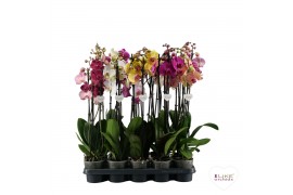 Phalaenopsis mix 3 tak, 18+ bloem - 55/60cm