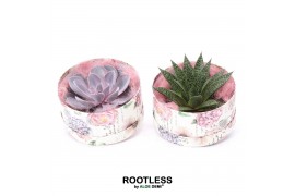 Arrangementen succulenten rootless succulent mix in love box for table