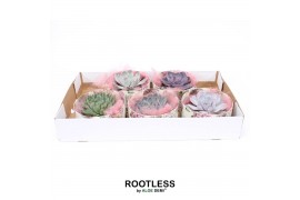 Arrangementen succulenten rootless echeveria mix in love box for table