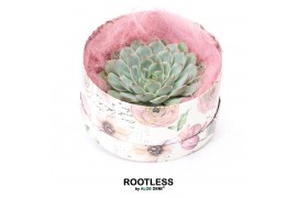 Arrangementen succulenten rootless echeveria pulidonis in love box for